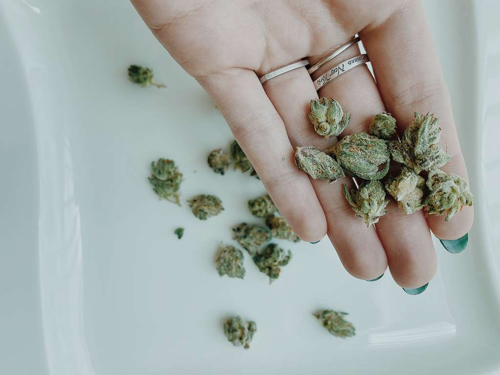 hand holding cannabis