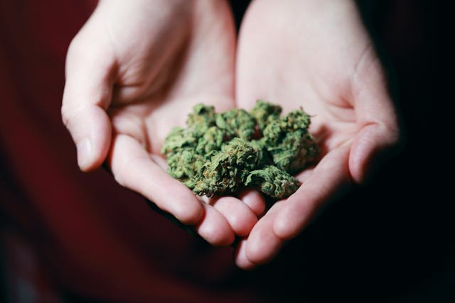 Hands holding marijuana