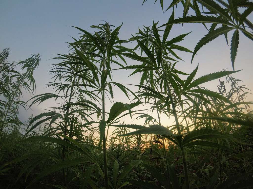 marijuana fields