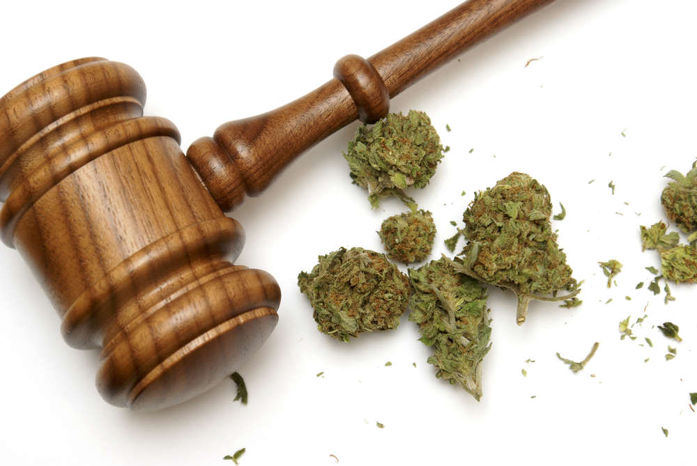 gavel with marijuana flowers on a white backdrop