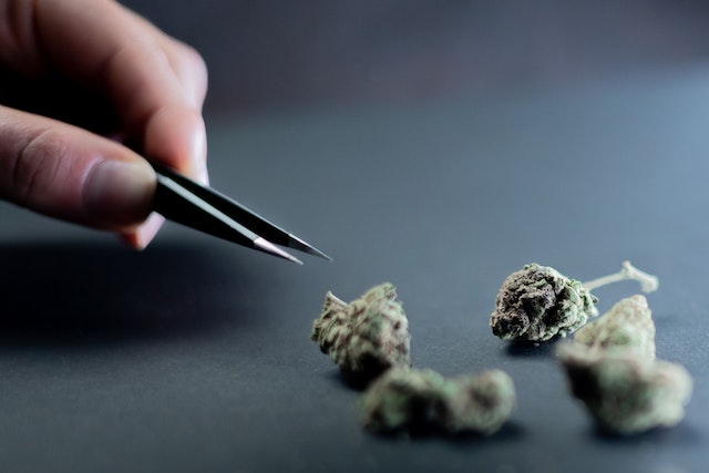 marijuana flowers