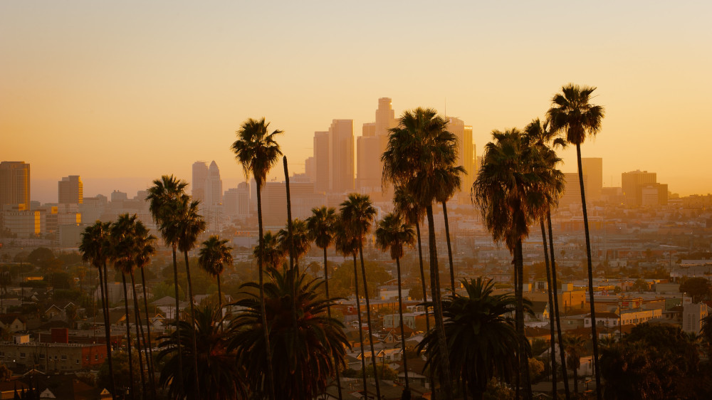 Palm trees in Los Angeles, CA