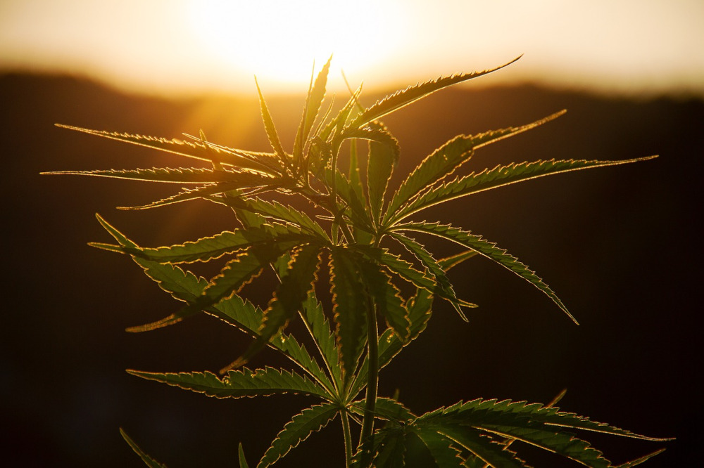 Marijuana plant