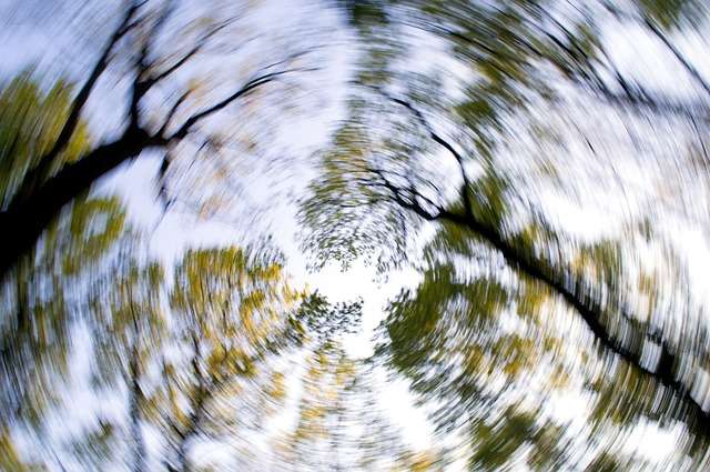 blurred forest