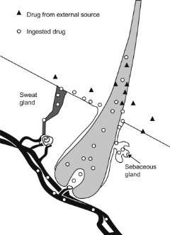 how drugs are captured in a hair follicle