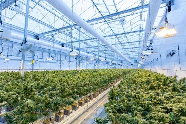 Marijuana cultivation warehouse