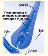 parts of a hair follicle