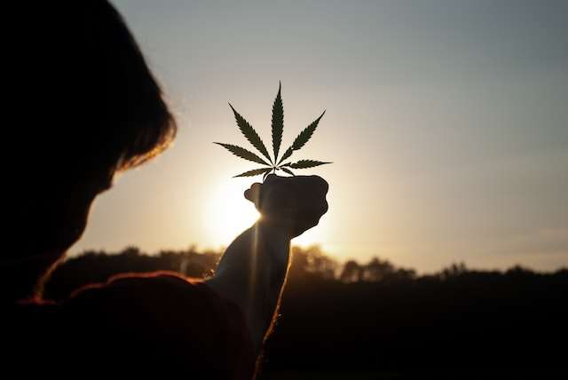 Person holding cannabis leaf into the sunlight