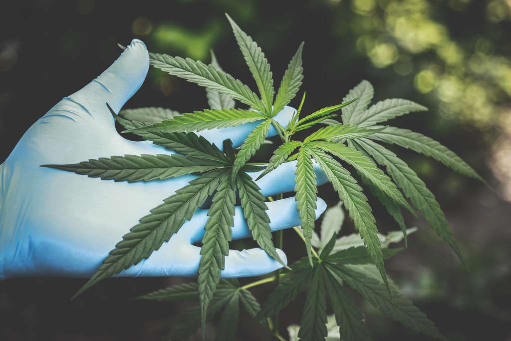 person holding marijuana plant