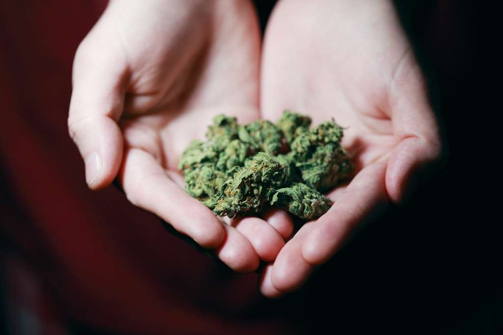 Two hands holding marijuana