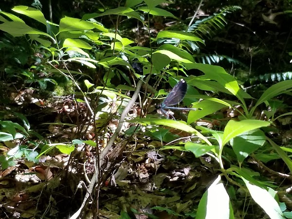 Representative image for Moulton, Alabama