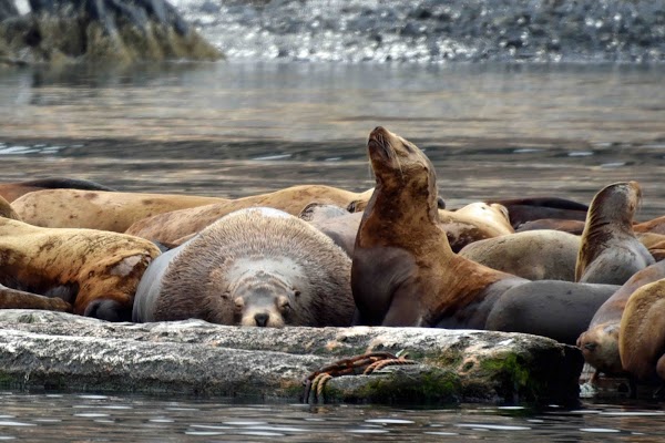 Representative image for Kodiak, Alaska
