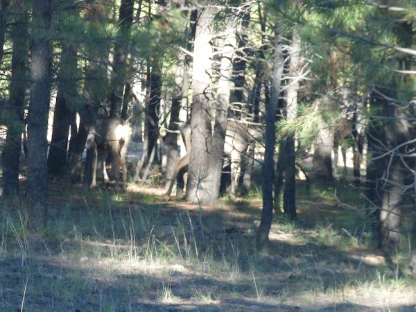 Representative image for Heber, Arizona