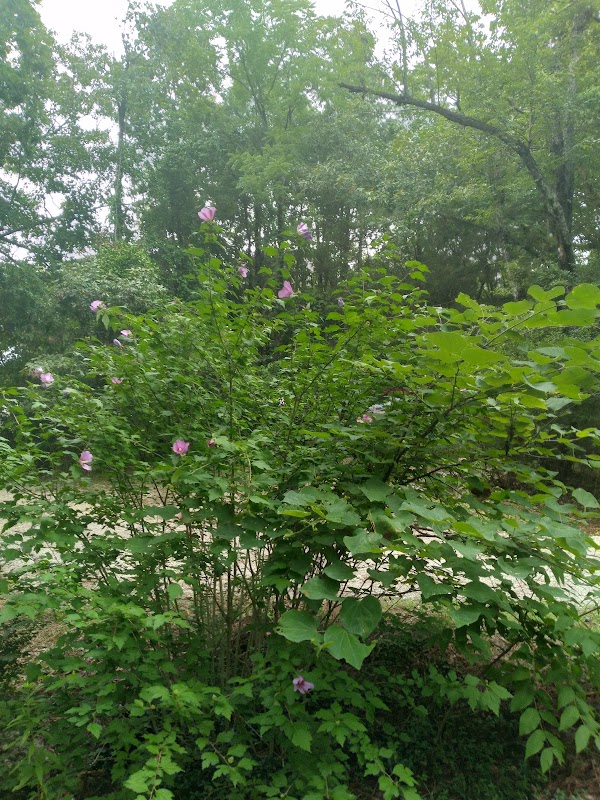 Representative image for Ash Flat, Arkansas