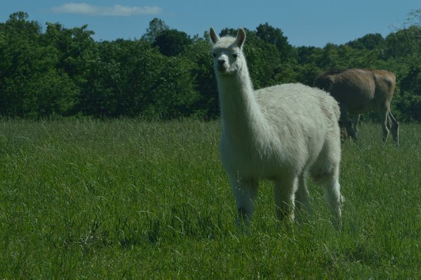 Representative image for Gentry, Arkansas