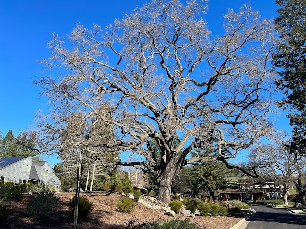 Representative image for ALAMO, California