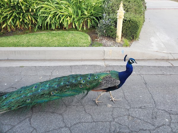 Representative image for Arcadia, California