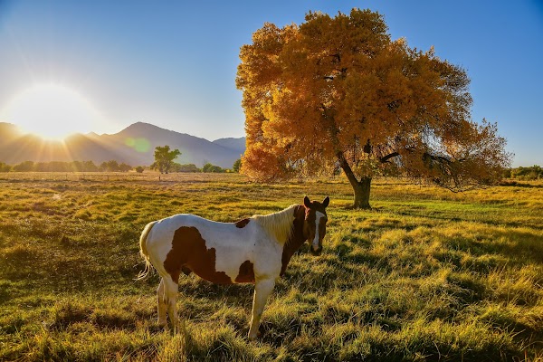 Representative image for Bishop, California