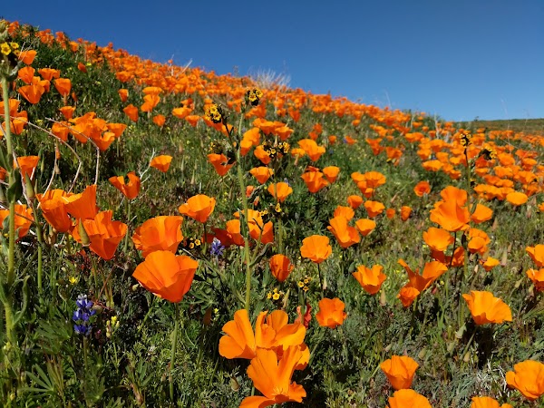 Representative image for Lancaster, California