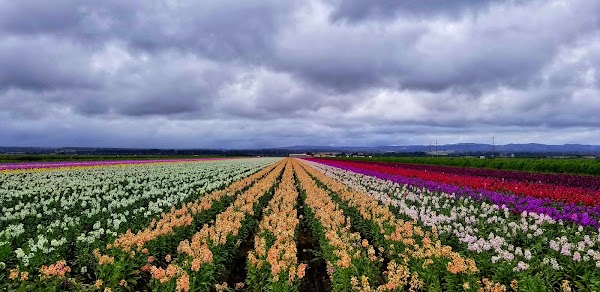 Representative image for Lompoc, California