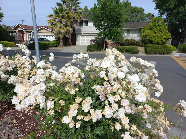 Representative image for Sunnyvale, California