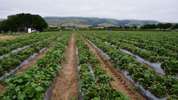 Representative image for Watsonville, California
