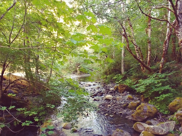 Representative image for Willow Creek, California