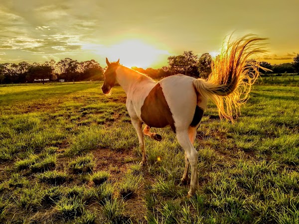 Representative image for Avon Park, Florida