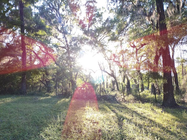 Representative image for Cross City, Florida