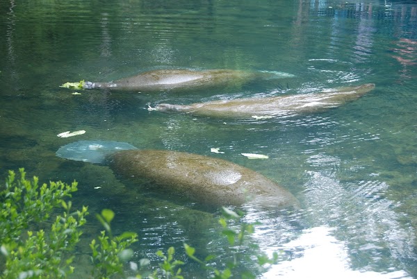 Representative image for Homosassa, Florida