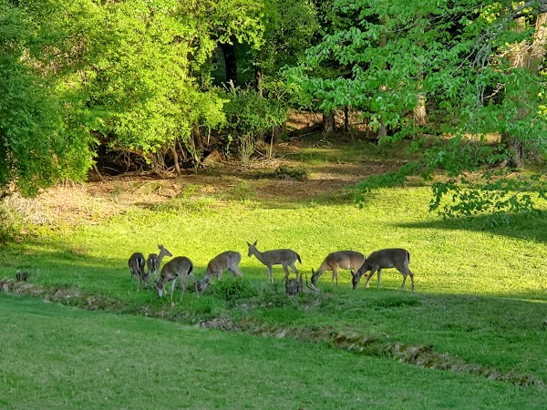 Representative image for Athens, Georgia