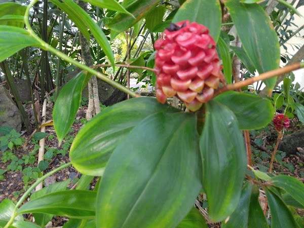 Representative image for Kamuela, Hawaii