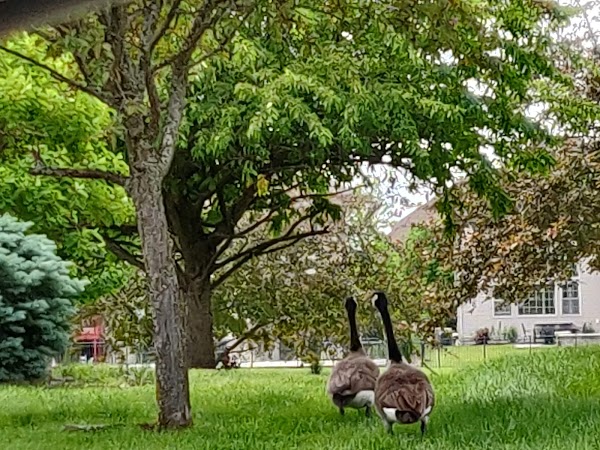 Representative image for Champaign, Illinois