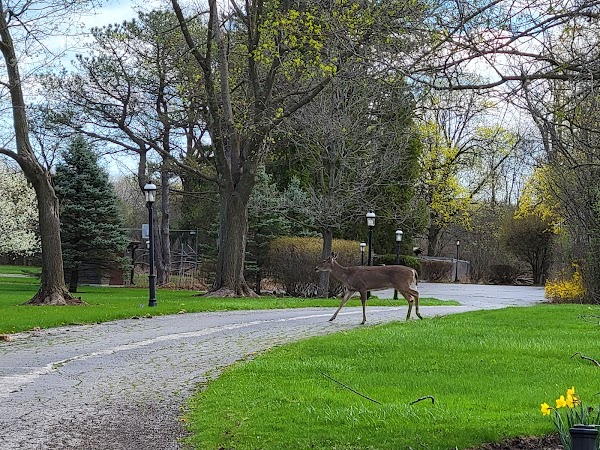 Representative image for Lake Forest, Illinois