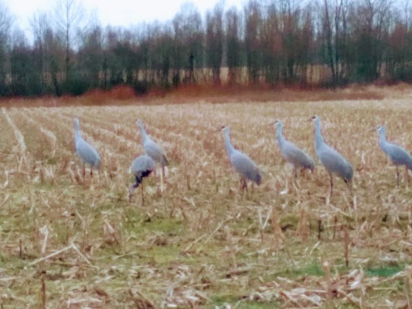 Representative image for Seymour, Indiana