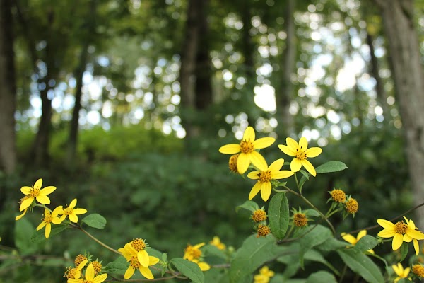 Representative image for Mt Vernon, Kentucky
