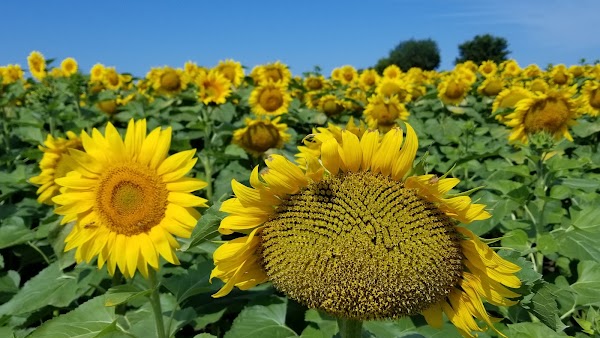 Representative image for Alexandria, Minnesota