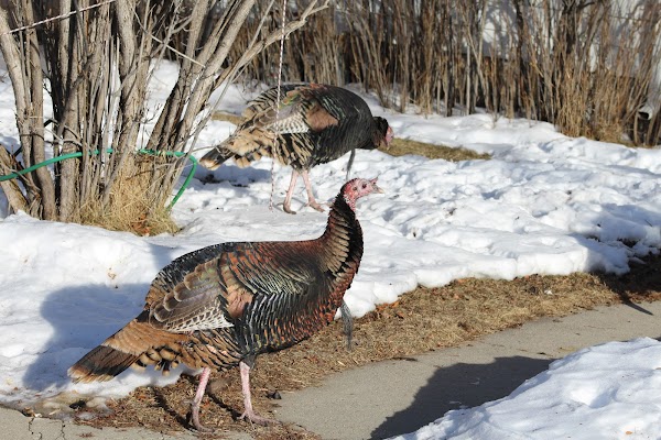 Representative image for Red Lodge, Montana