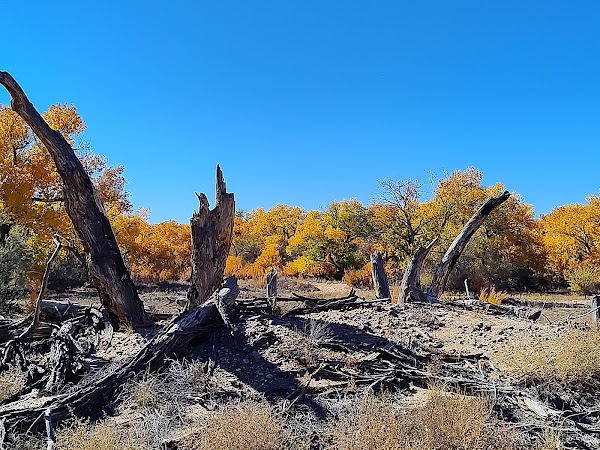 Representative image for Belen, New Mexico
