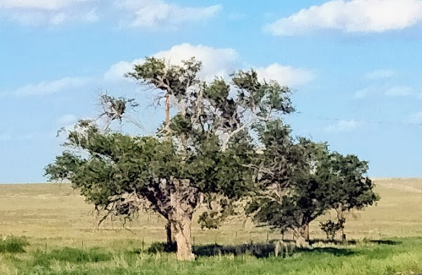 Representative image for Springer, New Mexico