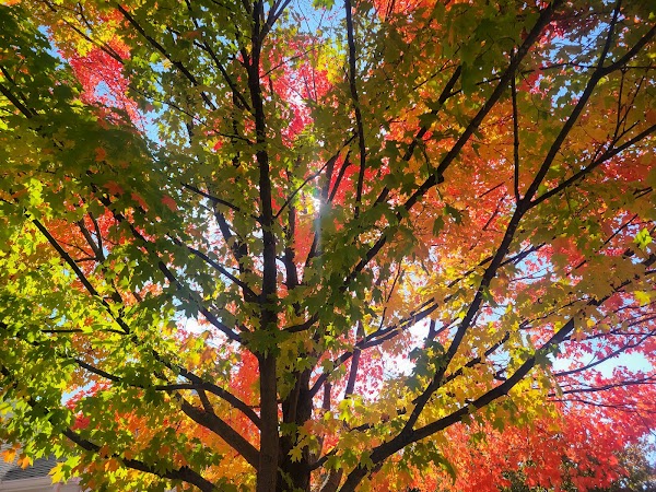 Representative image for Henrietta, New York