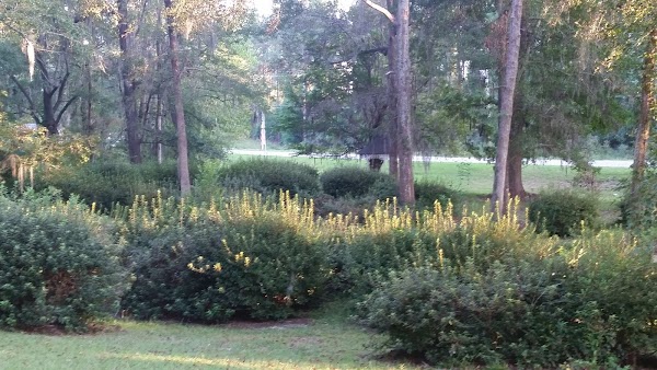 Representative image for Elloree, South Carolina