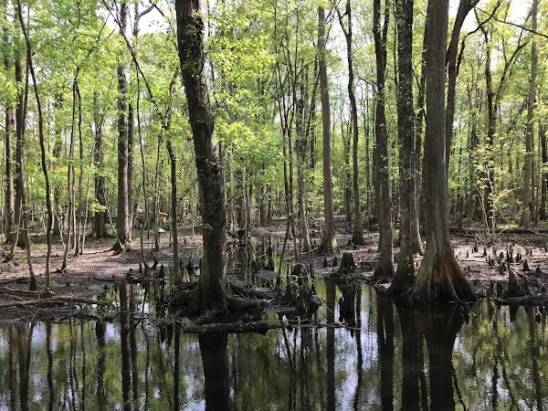Representative image for Walterboro, South Carolina