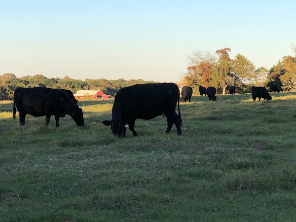 Representative image for Canton, Texas
