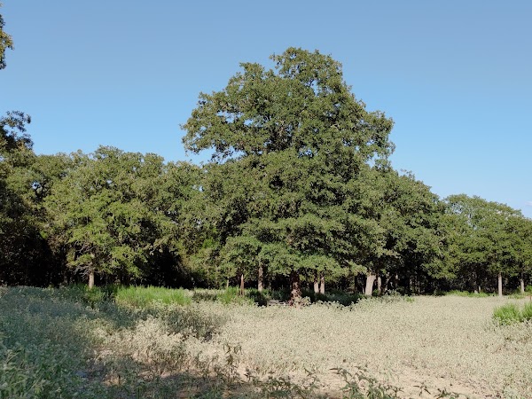 Representative image for Elgin, Texas