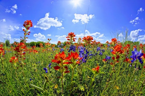 Representative image for Ennis, Texas