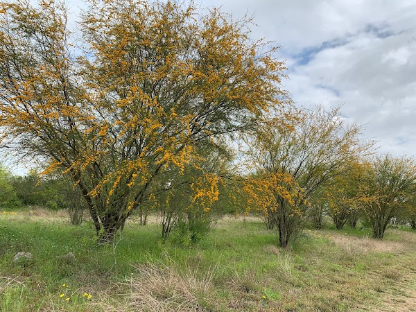 Representative image for Floresville, Texas