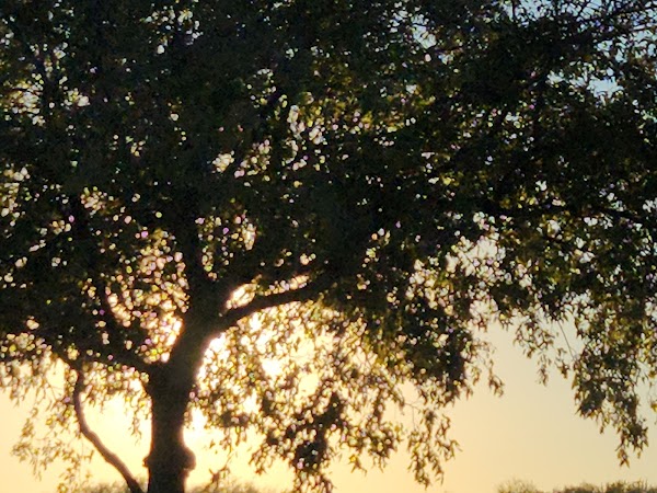 Representative image for Flower Mound, Texas