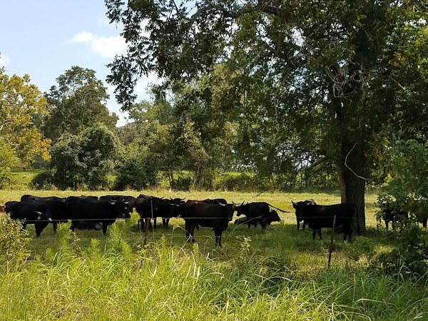 Representative image for Livingston, Texas