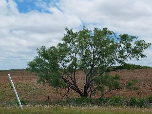 Representative image for Memphis, Texas